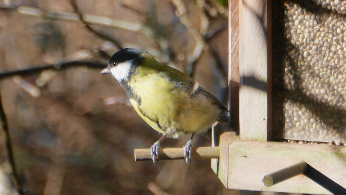 Great tit - Koolmees - Kohlmeise - Talgoxe - Parus major