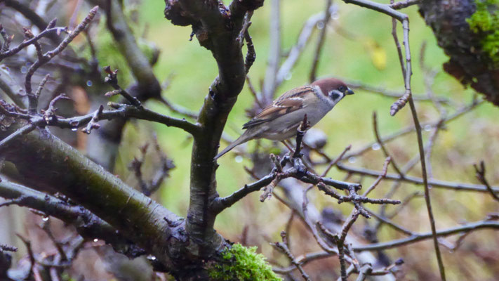 Eurasian tree sparrow - Ringmus - Feldsperling - Pilfink - Passer montanus