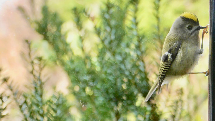 Goldcrest - Goudhaan - Wintergoldhähnchen - Kungsfågel - Regulus regulus