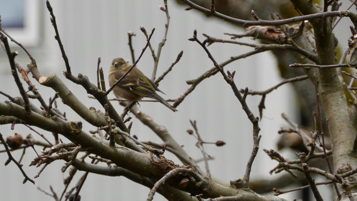 Greenfinch - Groenling - Grünfink - Grönfink - Cloris cloris