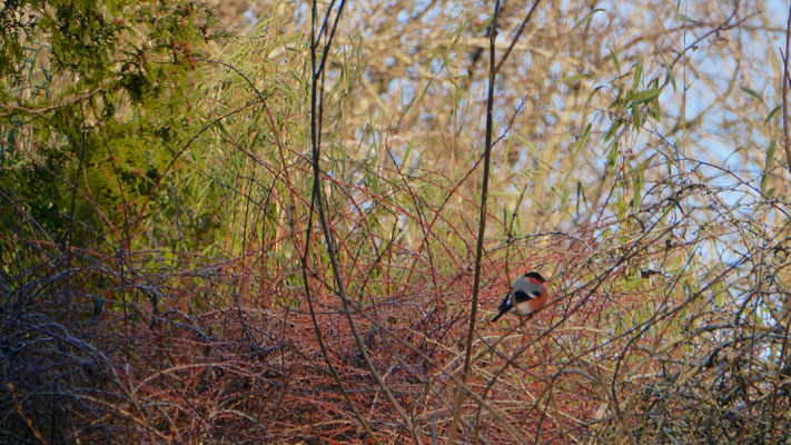 Eurasian bullfinch - Goudvink - Gimpel - Domherre - Pyrrhula pyrrhula