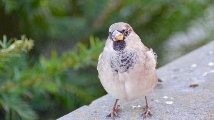 House sparrow - Huismus - Haussperling - Gråsparv - Passer domesticus