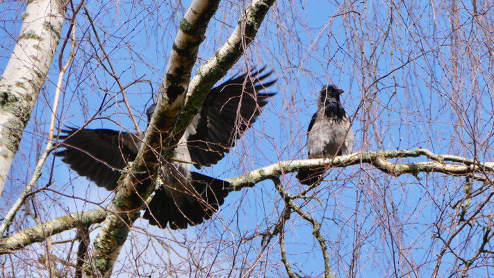 Hooded Crow - Bonte Kraai - Nebelkrähe - Gråkråka - Corvus Corone Cornix