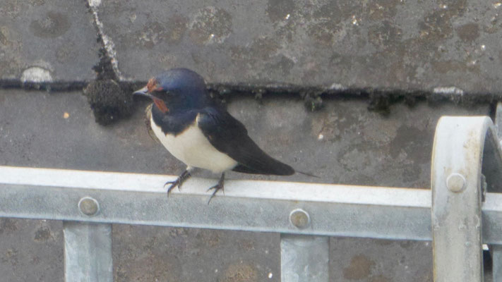 Barn swallow - Boerenzwaluw - Rauchschwalbe - Ladusvala - Hirundo rustica