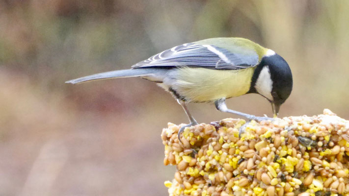 Great tit - Koolmees - Kohlmeise - Talgoxe - Parus major