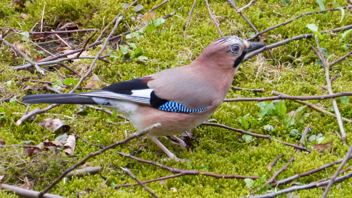 Jay - Vlaamse Gaai - Eichelhäher - Nötskrika - Garrulus glandarius