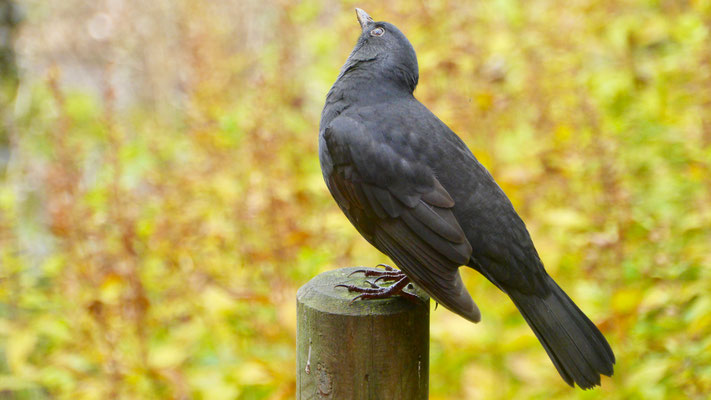 Blackbird - Merel - Amsel - Koltrast - Turdus merula