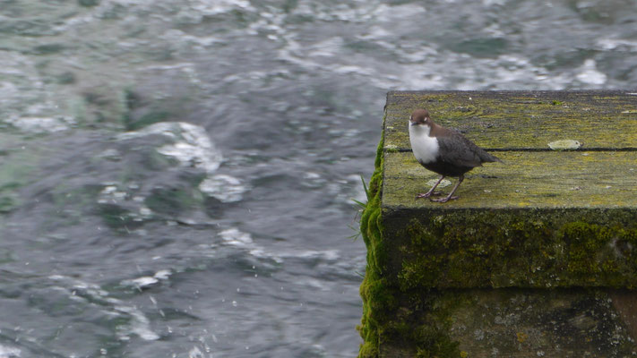 White-throated dipper - Waterspreeuw - Wasseramsel - Strömstarre - Cinclus cinclus