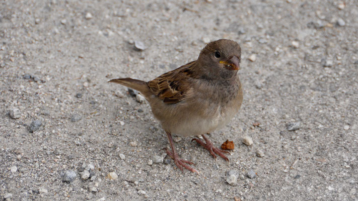 House sparrow - Huismus - Haussperling - Gråsparv - Passer domesticus