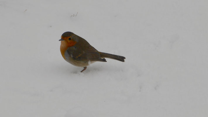 European robin - Roodborst - Rotkehlchen - Rödhake - Erithacus rubecula