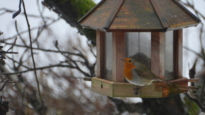 European robin - Roodborst - Rotkehlchen - Rödhake - Erithacus rubecula