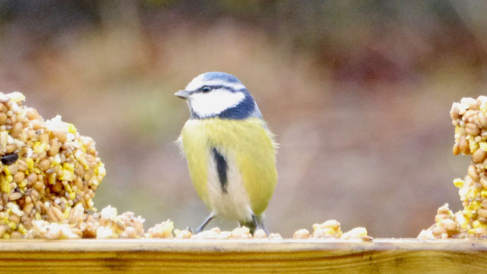 Eurasian blue tit - Pimpelmees - Blaumeise - Cyanistes caeruleus