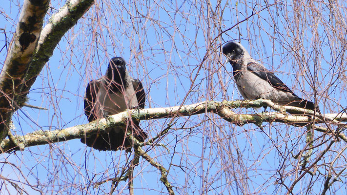 Hooded Crow - Bonte Kraai - Nebelkrähe - Gråkråka - Corvus Corone Cornix