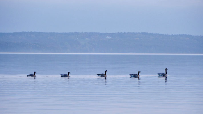 Canada goose - Canadese Gans - Kanadagans - Kanadagås - Branta canadensis