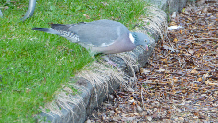 Woodpigeon - Houtduif - Ringeltaube - Ringduva - Columba palumbus