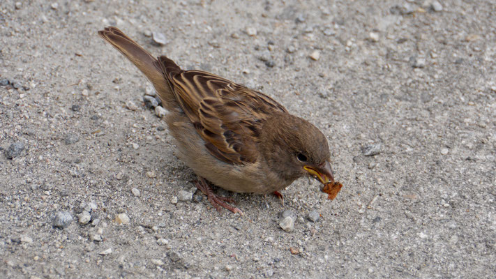 House sparrow - Huismus - Haussperling - Gråsparv - Passer domesticus