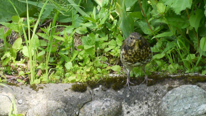 Song Thrush - Zanglijster - Singdrossel - Taltrast - Turdus philomelos