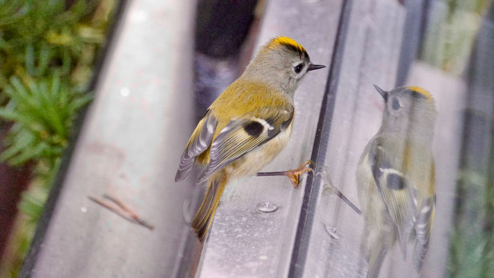 Goldcrest - Goudhaan - Wintergoldhähnchen - Kungsfågel - Regulus regulus