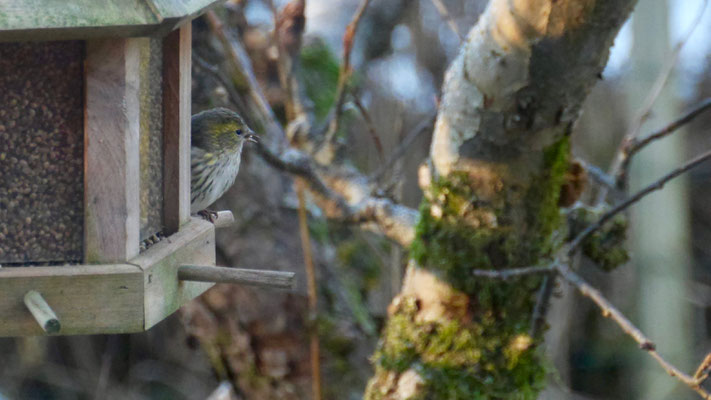 Twite - Frater - Berghänfling - Vinterhämpling - Carduelis flavirostris