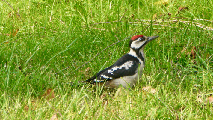 Great spotted woodpecker - Grote Ponte Specht - Buntspecht - Större hackspett - Dendrocopos major