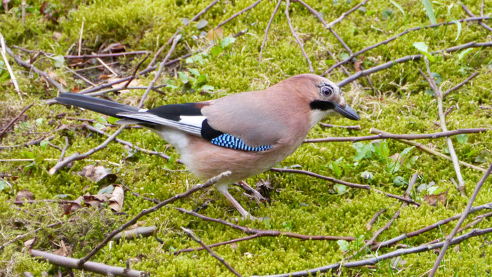 Jay - Vlaamse Gaai - Eichelhäher - Nötskrika - Garrulus glandarius