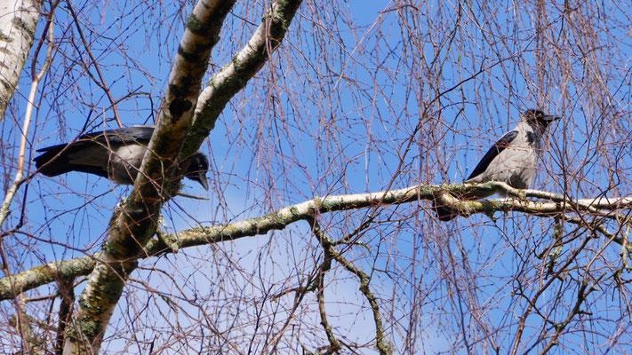 Hooded Crow - Bonte Kraai - Nebelkrähe - Gråkråka - Corvus Corone Cornix