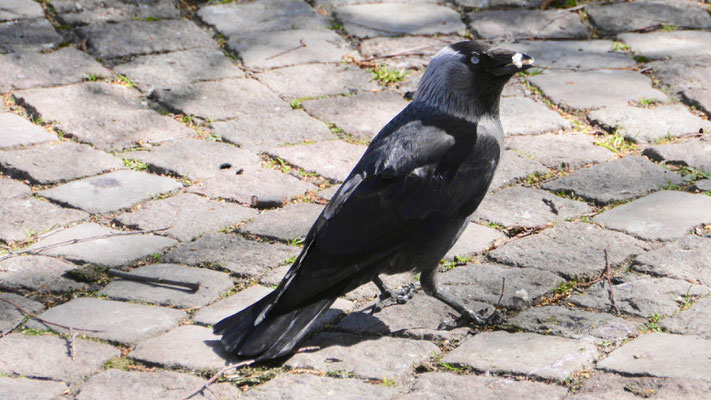 Nordic Jackdaw - Noordse Kauw - Nordische Dohle - Kaja - Coloeus monedula monedula