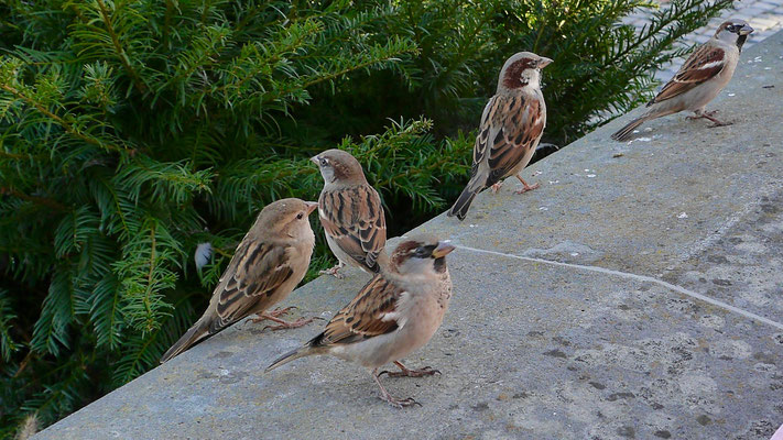 House sparrow - Huismus - Haussperling - Gråsparv - Passer domesticus