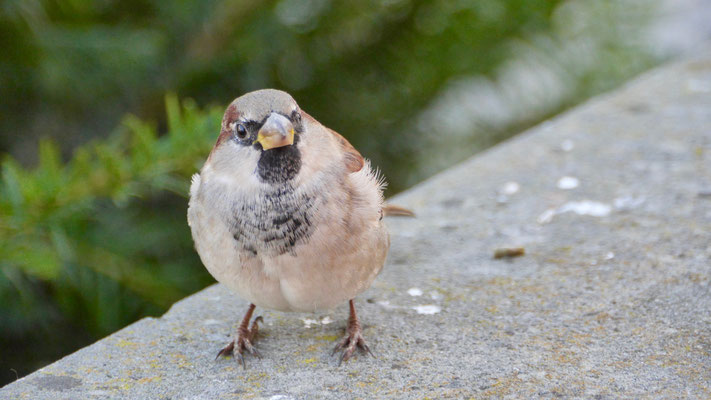 House sparrow - Huismus - Haussperling - Gråsparv - Passer domesticus