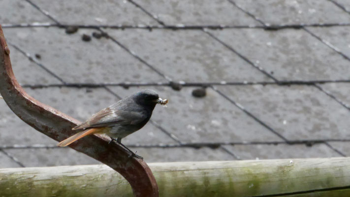 Black Redstart - Zwarte Roodstaart - Hausrotschwanz - Svart rödstjärt - Phoenicurus ochruros