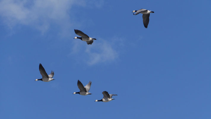 Canada goose - Canadese Gans - Kanadagans - Kanadagås - Branta canadensis