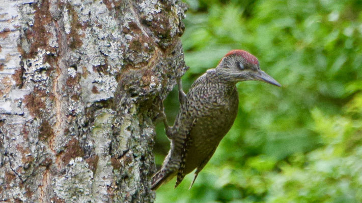 European green woodpecker - Groene Specht - Grünspecht - Gröngöling - Picus viridis