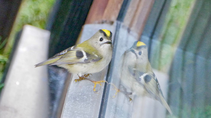 Goldcrest - Goudhaan - Wintergoldhähnchen - Kungsfågel - Regulus regulus