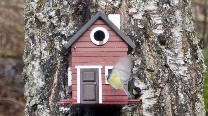 Eurasian blue tit - Pimpelmees - Blaumeise - Cyanistes caeruleus