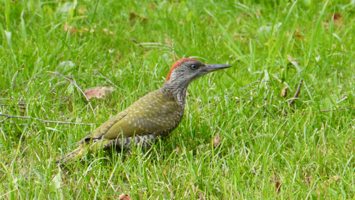 European green woodpecker - Groene Specht - Grünspecht - Gröngöling - Picus viridis