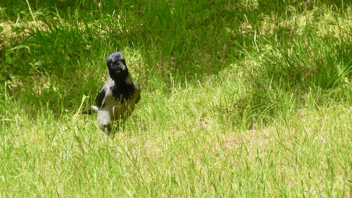 Hooded Crow - Bonte Kraai - Nebelkrähe - Gråkråka - Corvus Corone Cornix