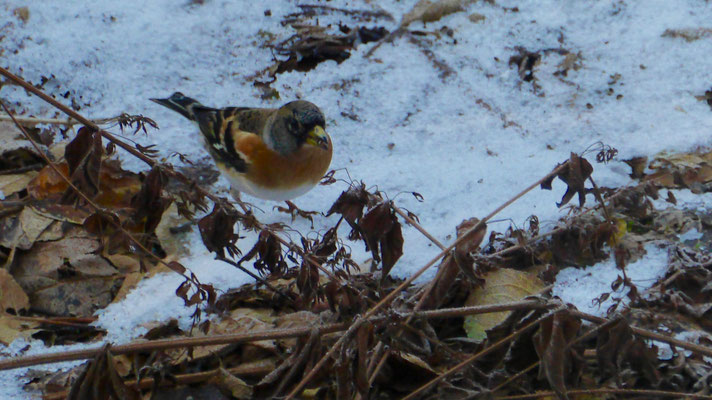 Brambling - Keep - Bergfink - Bergfink - Fringilla montifringilla