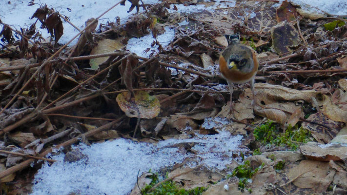 Brambling - Keep - Bergfink - Bergfink - Fringilla montifringilla