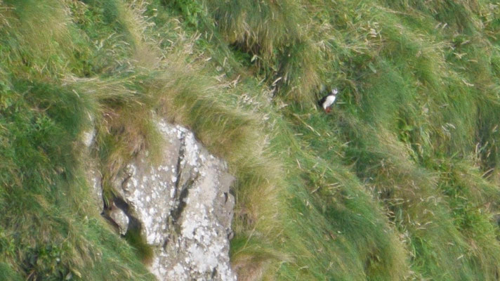 Atlantic puffin - Papegaaiduiker - Papageitaucher - Lunnefågel - Fratercula arctica