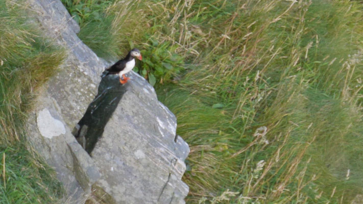 Atlantic puffin - Papegaaiduiker - Papageitaucher - Lunnefågel - Fratercula arctica