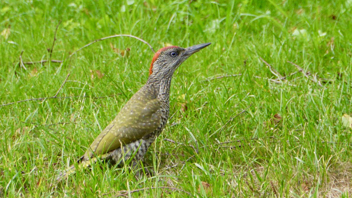 European green woodpecker - Groene Specht - Grünspecht - Gröngöling - Picus viridis