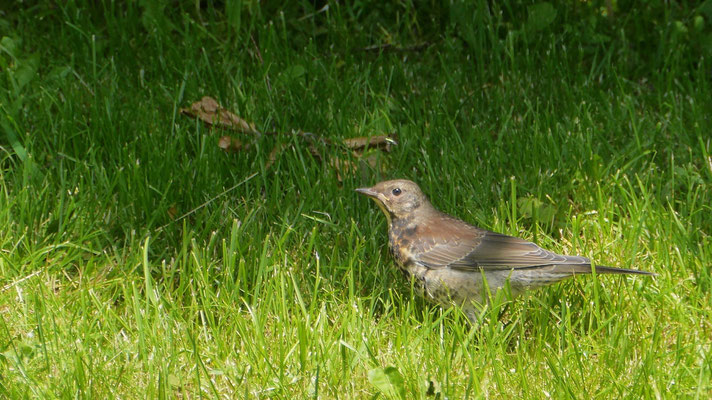 Song Thrush - Zanglijster - Singdrossel - Taltrast - Turdus philomelos