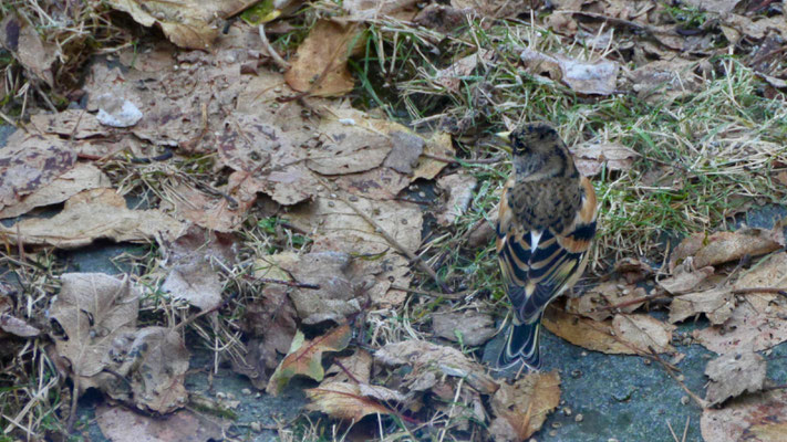 Brambling - Keep - Bergfink - Bergfink - Fringilla montifringilla