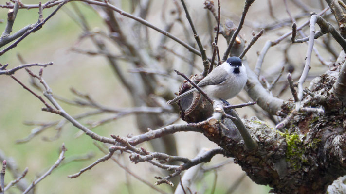 Willow tit - Matkop - Weidenmeise - Talltita - Poecile montanus