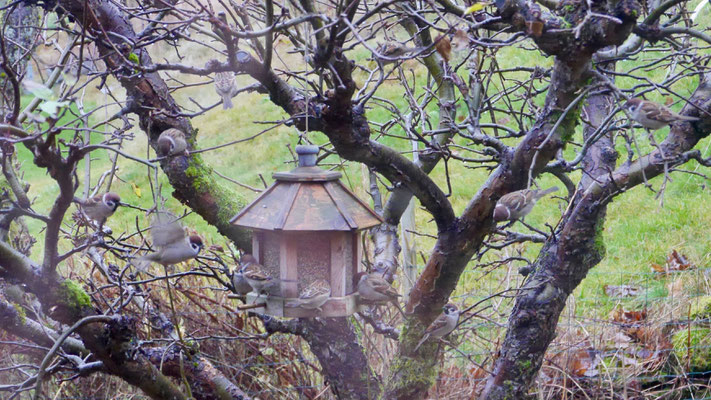 Eurasian tree sparrow - Ringmus - Feldsperling - Pilfink - Passer montanus