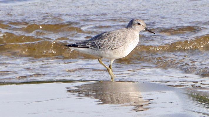 Knot - Kanoetstrandloper - Knut - Kustsnäppa - Calidris canutus