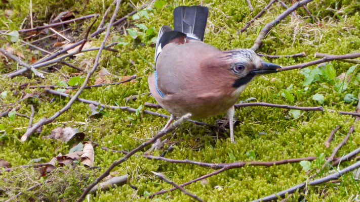 Jay - Vlaamse Gaai - Eichelhäher - Nötskrika - Garrulus glandarius