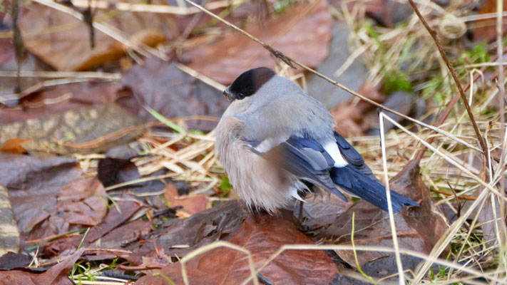 Eurasian bullfinch - Goudvink - Gimpel - Domherre - Pyrrhula pyrrhula