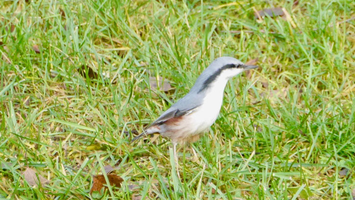 Eurasian nuthatch - Boomklever - Kleiber - Nötväcka - Sitta europaea