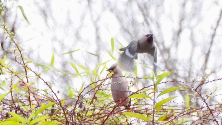 Bohemian waxwing - Pestvogel - Seidenschwanz - Sidensvans - Bombycilla garrulus